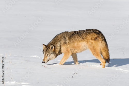 Grey Wolf (Canis lupus) Walks Left in Field Nose Down Looking Out Winter © geoffkuchera