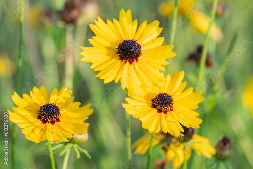 Bright yellow flowers catching the light of early morning.