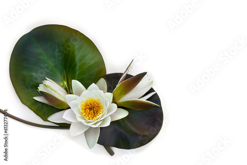 Water lilies flowers and green leaves ( Nymphaea candida ) on a white background. Top view, flat lay