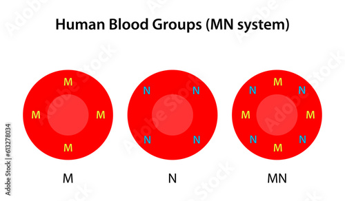 Human blood groups, MN system
