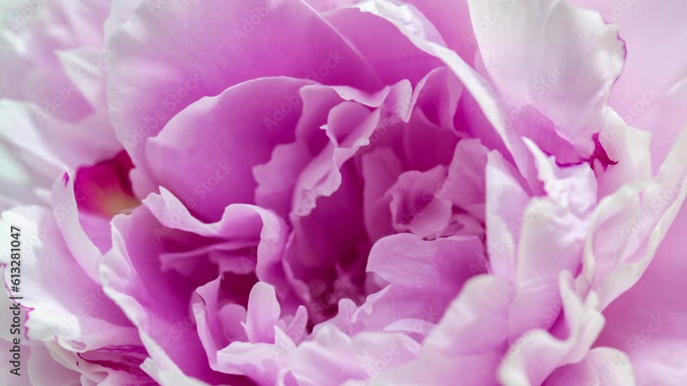 Beautiful pink Peony background. Blooming peony flower open, time lapse, close-up. Wedding backdrop, easter, Valentine's Day concept. 4K UHD video timelapse