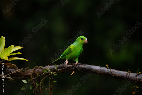 The plain parakeet in Atlantic Forest  Brazil.