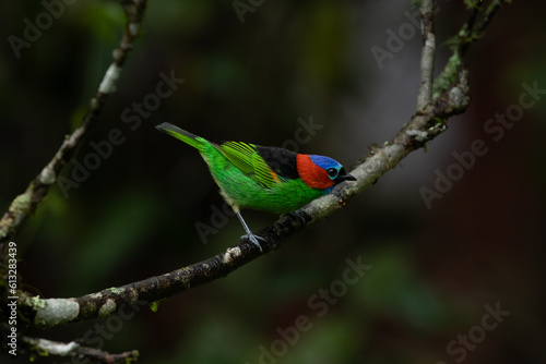 Colorful bird of Atlantic Forest, Brazil. Red-necked tanager (Tangara cyanocephala).
