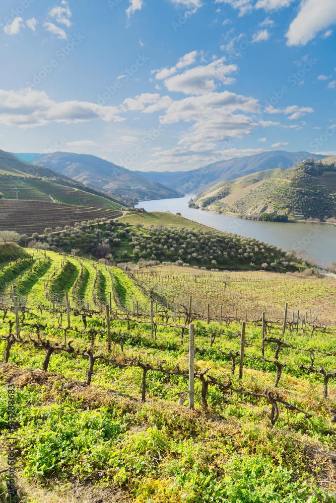 Fototapeta premium Douro wine valley