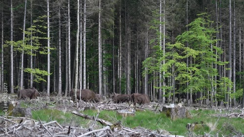 slow motion of wild living European wood Bison, also Wisent or Bison Bonasus, is a large land mammal and was almost extinct in Europe, but now reintroduced to the Roothaarsteig mountains in Sauerland  photo