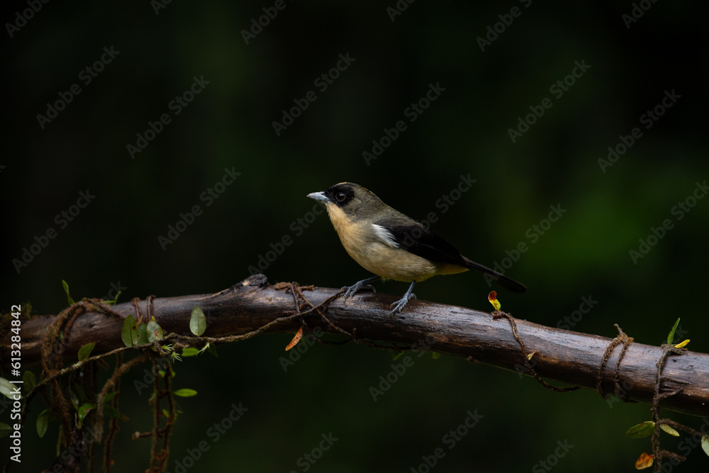 Obraz premium Latin America nature birds. A Black-goggled Tanager (Trichothraupis melanops) in the Atlantic Forest. Biodiversity of Atlantic rainforest. 