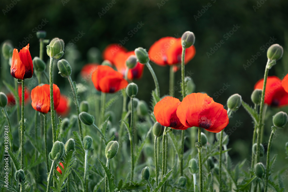 Obraz premium red poppy flowers bloom in the grass, Soft focus blur