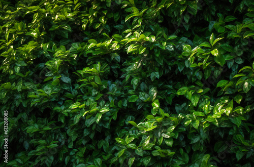 a small hedge of leaves and green leaves