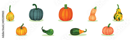 Gourd and Pumpkin Cultivated Vegetable Species Vector Set
