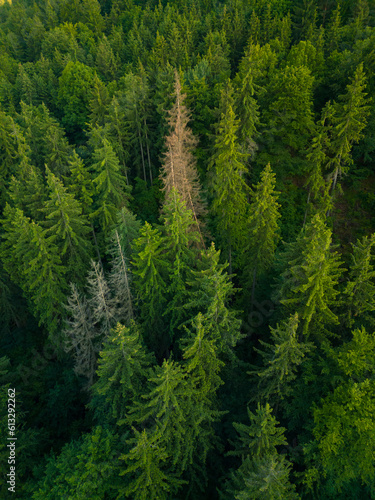 Dense green coniferous forest. Drone photo.