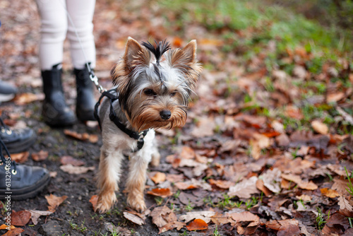 Yorkshire Terrier puppy on a leash in autumn park. Selective focus © PeterPike