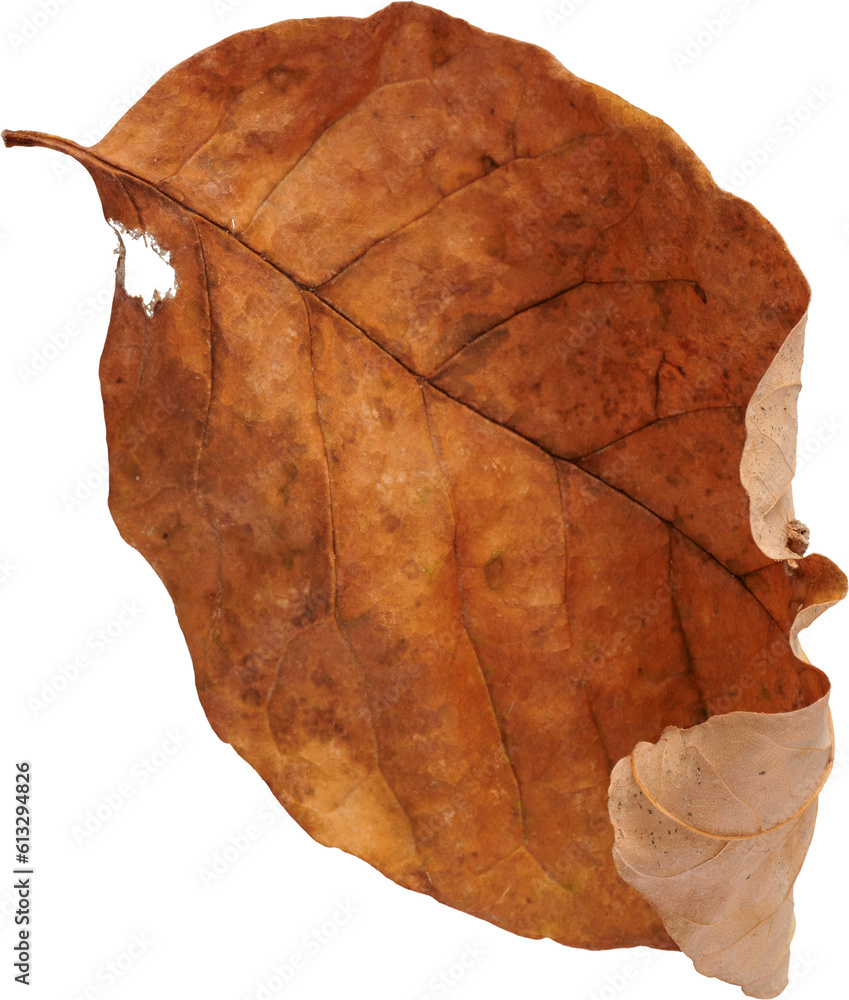 Fototapeta premium LAYER-LAB_1710228426-03_LC