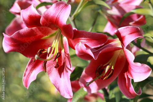 Beautiful pink Lily flower on green leaves background. Lilium longiflorum flowers in the garden. Blooming pink tropical flower lily. Beautiful flower in spring garden. Pink Stargazer Lily. Summer