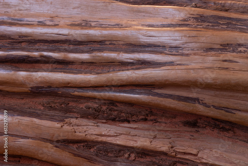 A tree trunk that got trapped in the narrow confines of Peekaboo Canyon near Kanab Utah has been polished by the passage of water, sand and many hundreds of tourists till it glows in the soft light.