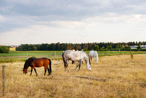 besutiful horses grazing and basking in the evening sun on the lush green meadow in the Bavarian countryside, Bavaria, Germany © Екатерина Арцыбашева