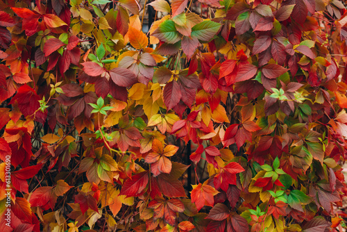 Twig of autumn grapes leaves background. Parthenocissus quinquefolia foliage. Vine Plant in Autumn, Nature pattern