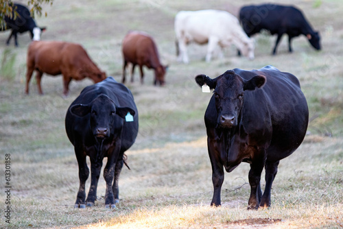 Herd of different breed cattle in drought pasture