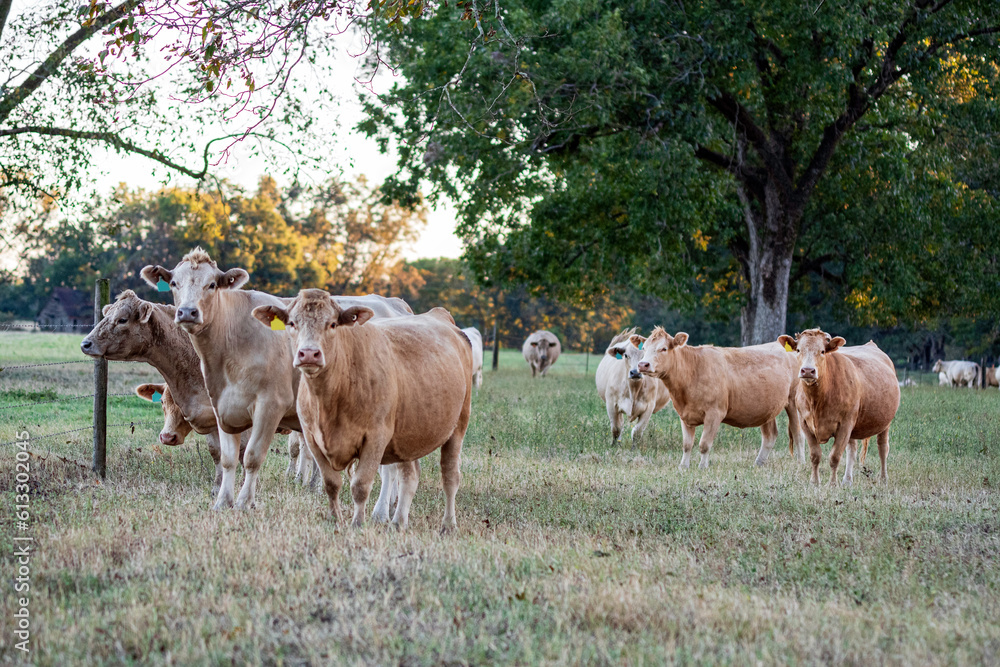 Herd of Simmental cattle in a pasture with pecan trees.