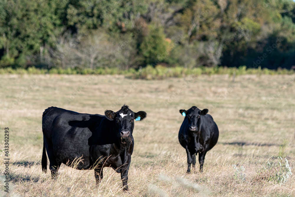 Two Angus crossbred cows in brown grass pasture - obrazy, fototapety, plakaty 