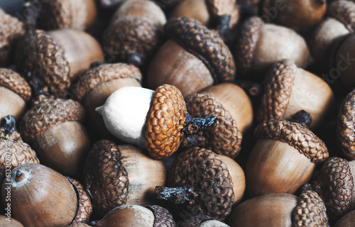 white acorn against of ordinary acorns abstract vision be different, unique personality or standing out from the crowd, leadership quality