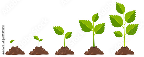 Plant growth stages icons. Cartoon nature proccess photo
