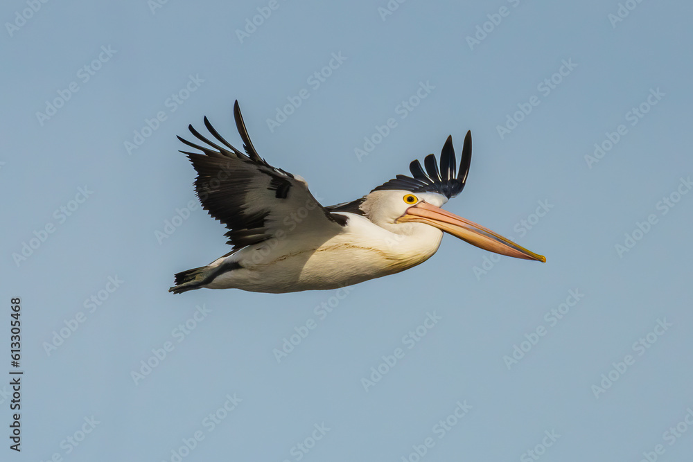Obraz premium Australian Pelican flying over Boggy Creek at Merimbula