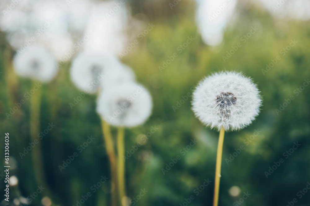 Dandelion In Field At Sunset - Freedom to Wish Dandelion In Field At Sunset - Freedom to Wish