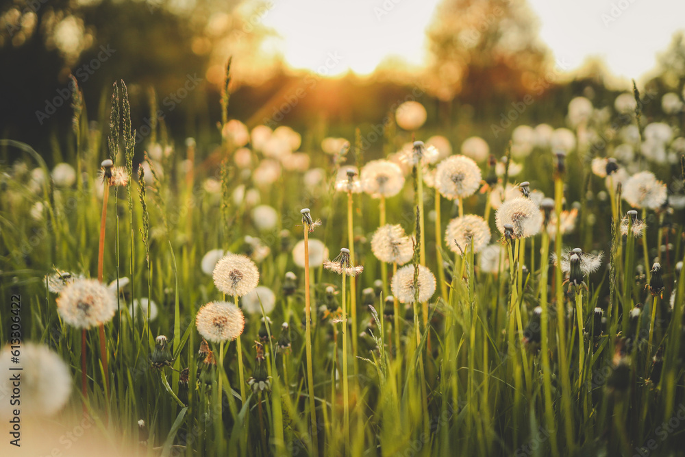 Dandelion field at sunset, rural aesthetic Dandelion field at sunset, rural aesthetic
