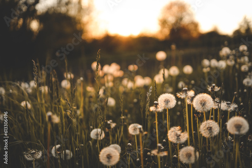 Dandelion field at sunset, rural aesthetic © shine.graphics