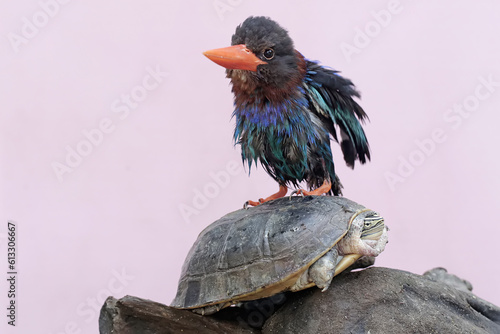 A Javan kingfisher sunbathing with two turtles on a dry tree trunk. This predatory bird has the scientific name Halcyon cyaniventris. photo