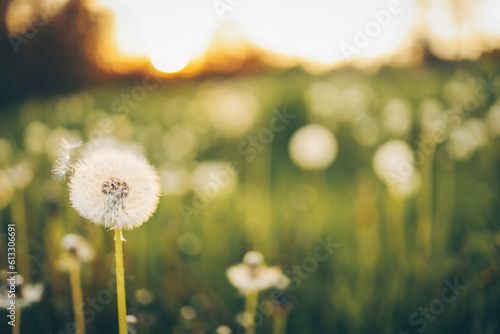 Fototapeta Naklejka Na Ścianę i Meble -  Dandelion In Field At Sunset - Freedom to Wish