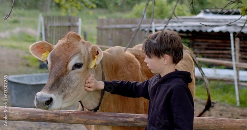 Tactile contact of a boy child and a cow on a farm. He touches the neck of the animal, the sensation of the hair of the hand, the warm body, the relaxation. The animal pushes the guy.