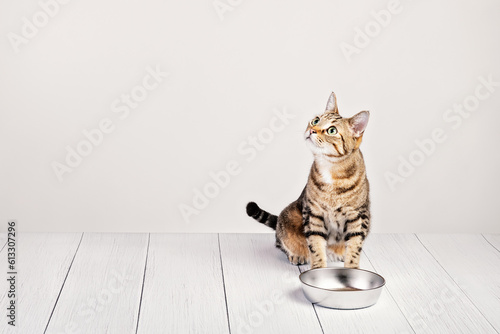 Murais de parede Hungry domestic tabby cat sitting by food dish
