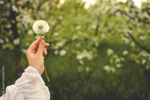Dandelion in hand on the field, aesthetic photo