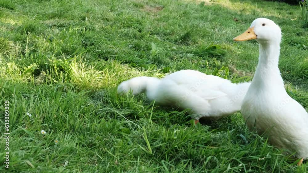 Two ducks graze on green grass. Free range poultry. Two ducks graze on green grass. Free range poultry.