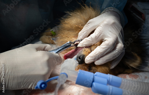 A veterinarian in gloves removes a bad tooth from a dog. Carrying out hygienic cleaning of the dog's teeth and removal of diseased teeth. Dog teeth health concept.