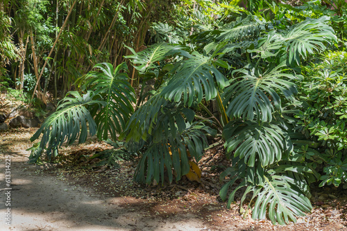 Monstera plant in tropical forest  botanical garden