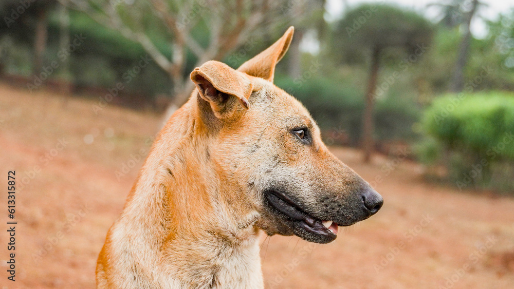 Naklejka premium close-up shot of a homeless ginger dog in profile in a park