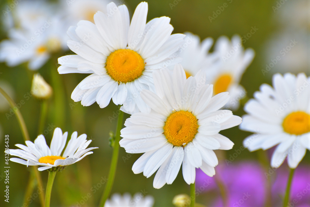 Beautiful flower bed with a big chamomiles Beautiful flower bed with a big chamomiles