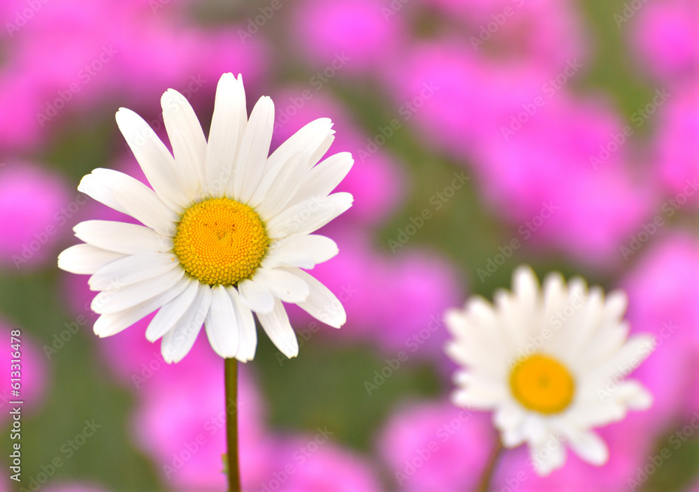 Beautiful flower bed with a big chamomiles Beautiful flower bed with a big chamomiles