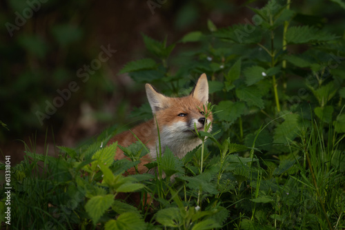 Red foxes are playing near the burrow. Cute small fox in the forest. European nature. Small fox is sniffing the nettle. Red fox is sitting in the wood.  © prochym