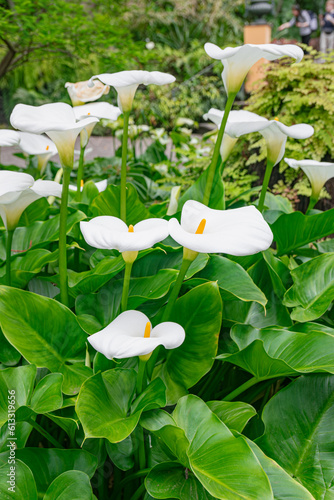 White calla lily (Zantedeschia aethiopica), group blooming with vegetation background