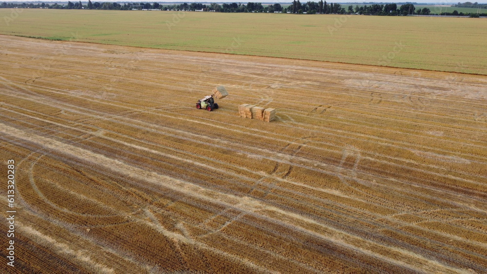 Obraz premium Cleaning straw stacks in field after harvest. Tractor gathering stacks of straw after harvesting wheat on summer evening. Aerial drone view. Field of mowed spike of cereals. Field harvest, harvesting