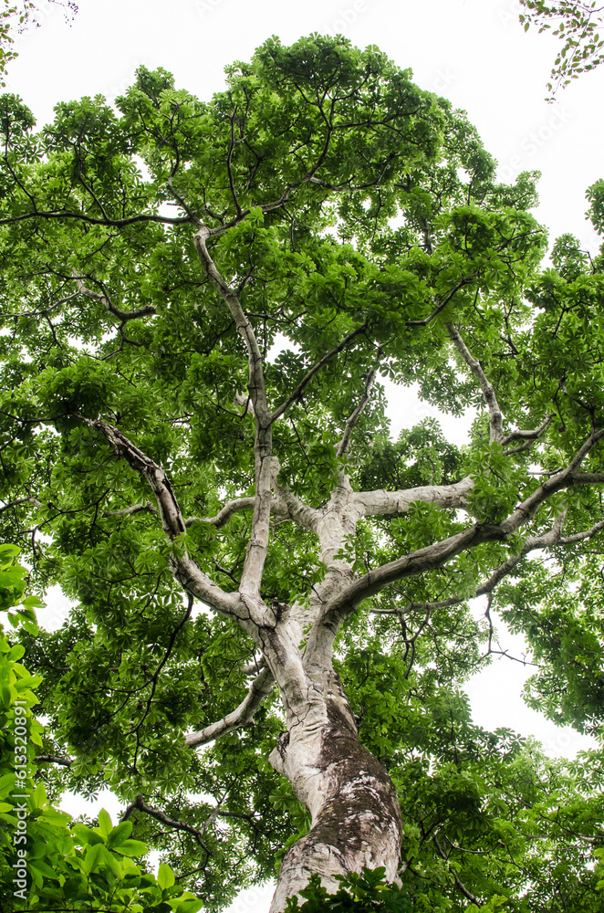 Fototapeta premium Big tall green tree