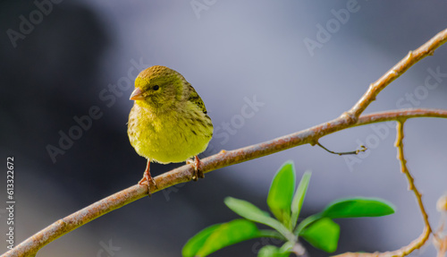 Atlantic canary (Serinus canaria), on a branch, in Tenerife, Canary islands photo