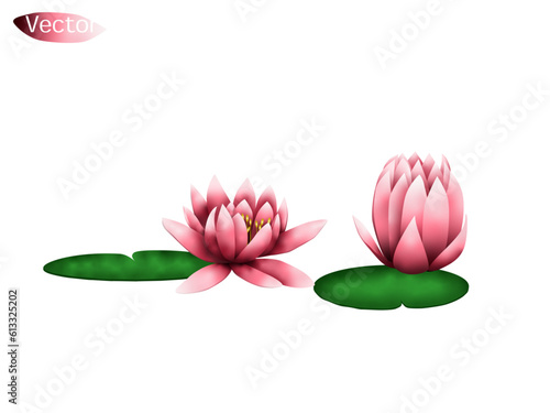 Water Lilies