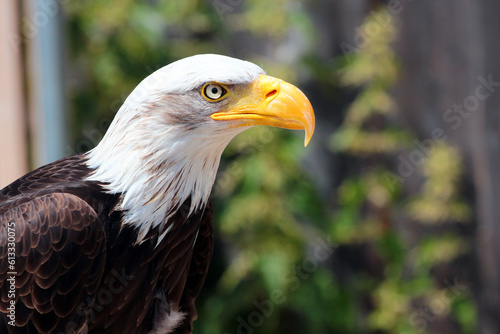 Bald eagle (Haliaeetus leucocephalus), or American Eagle, a bird of prey found in North America.