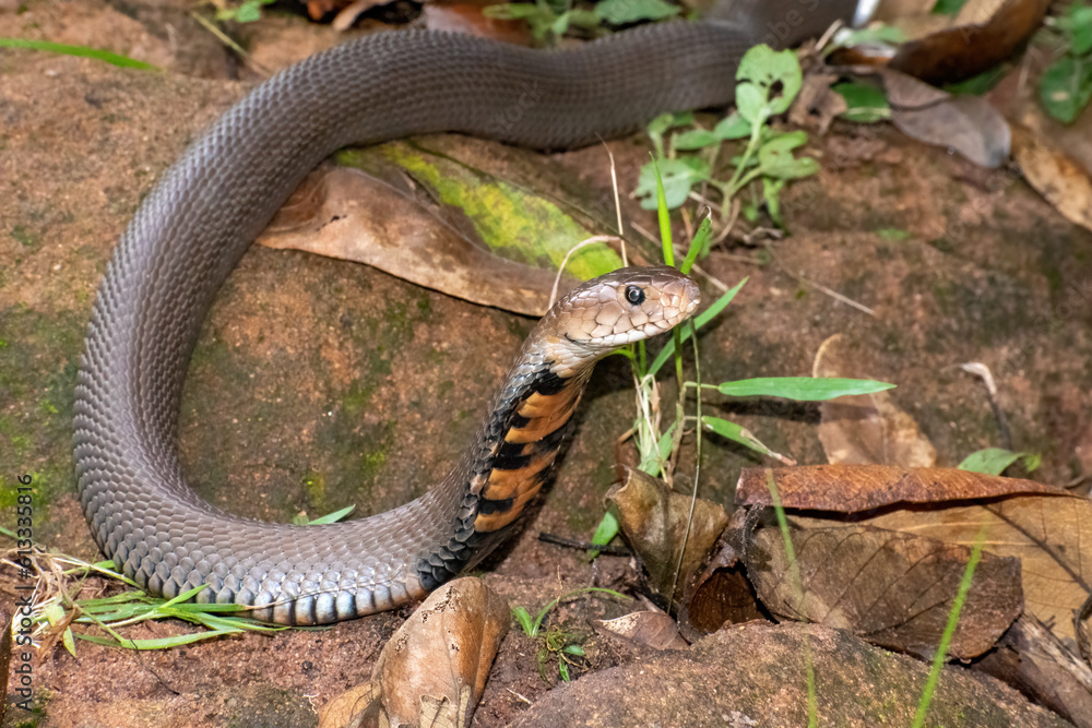 Fototapeta premium Mozambique Spitting Cobra (Naja mossambica) 