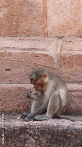 Bonnet Macaque Monkey in Badami Fort.