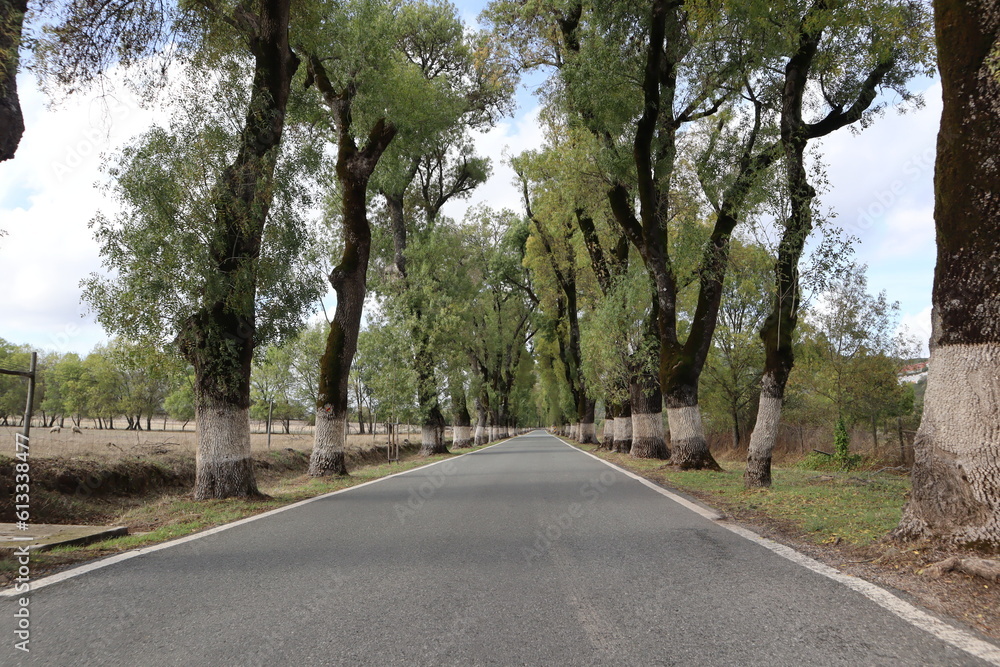 Alameda dos Freixos, also known as the most beautiful road of Portugal is a tunnel of ash trees lined up along the road painted with white lime for signage, in Marvao, Portugal